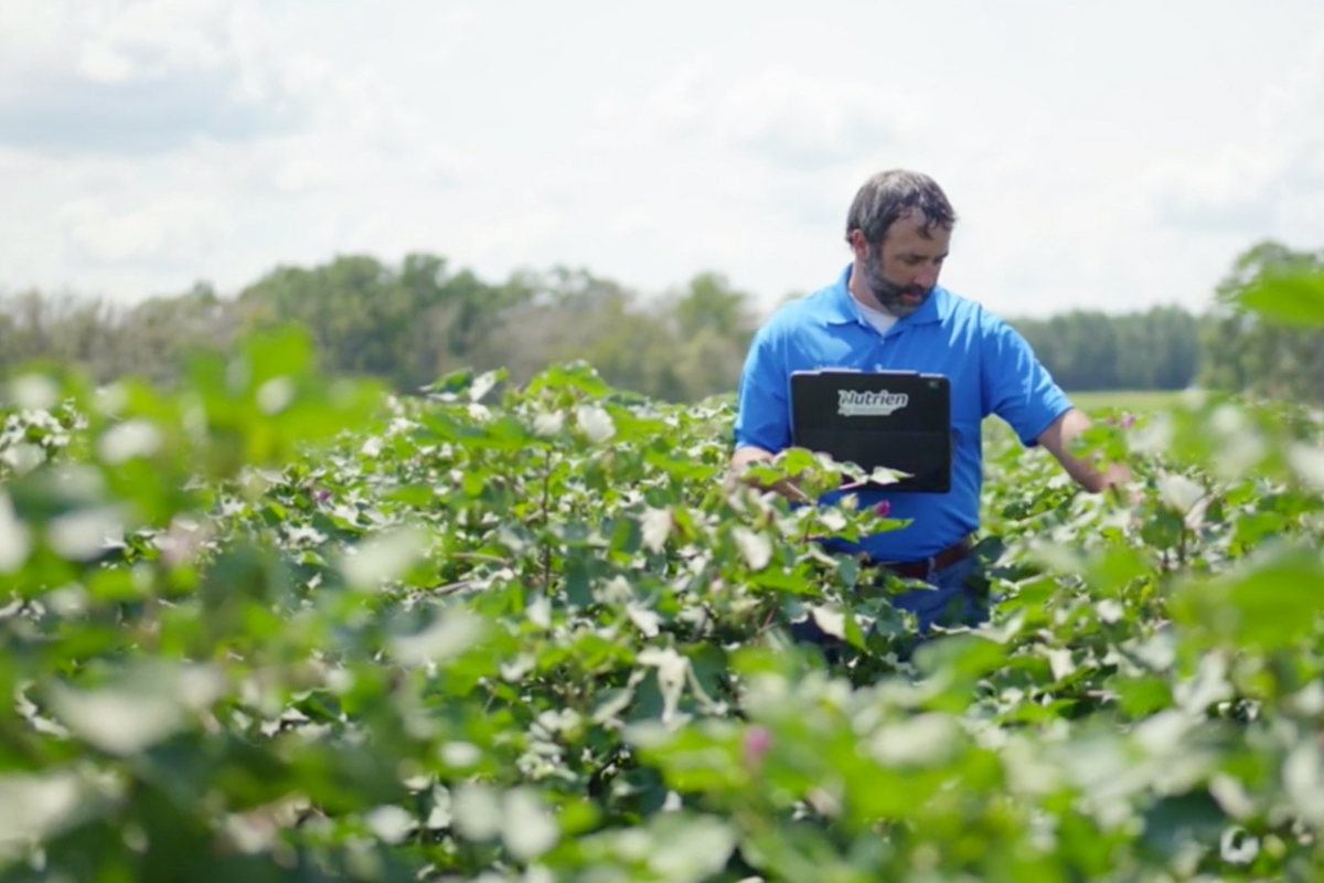 Grower in a cotton field