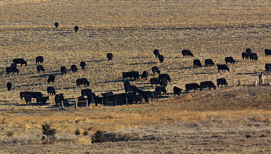 Black Angus cattle feeding on corn stalks