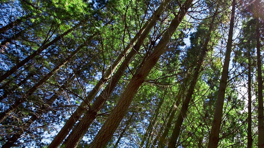 Photo looking up at pine trees